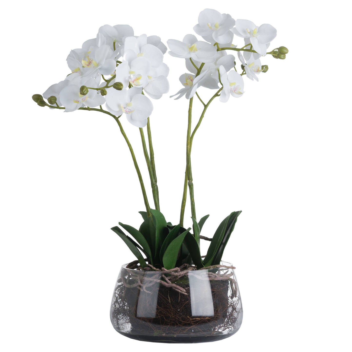 White Orchid In Glass Pot - Pure Luxe Living 