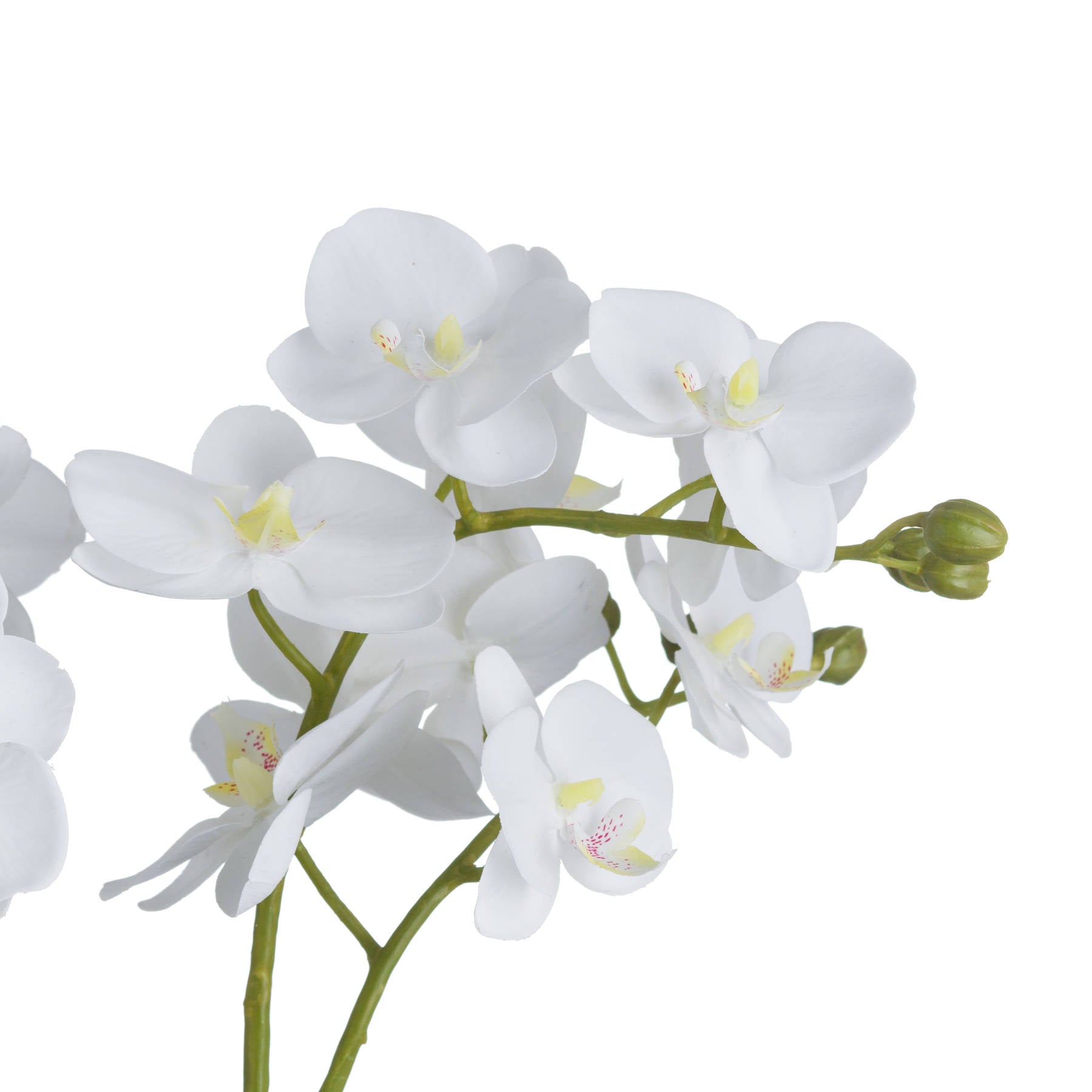 White Orchid In Glass Pot - Pure Luxe Living 