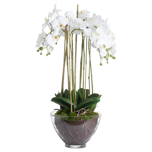 White Orchid In Glass Pot Large - Pure Luxe Living 