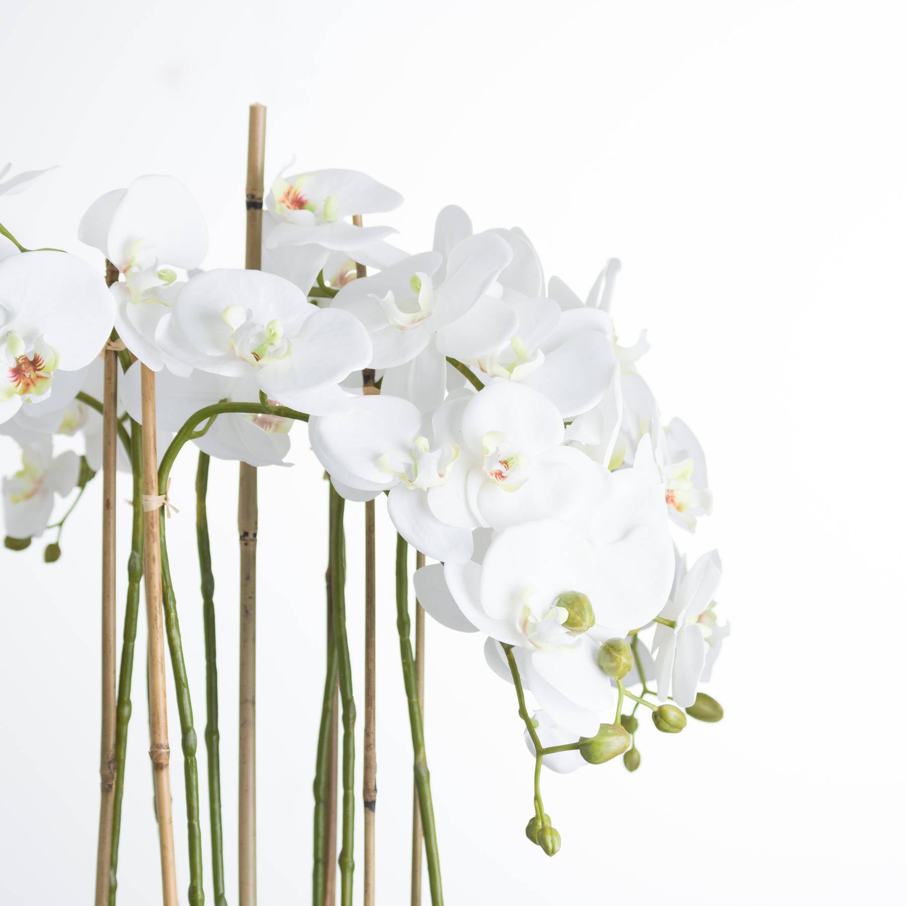 White Orchid In Glass Pot Large - Pure Luxe Living 