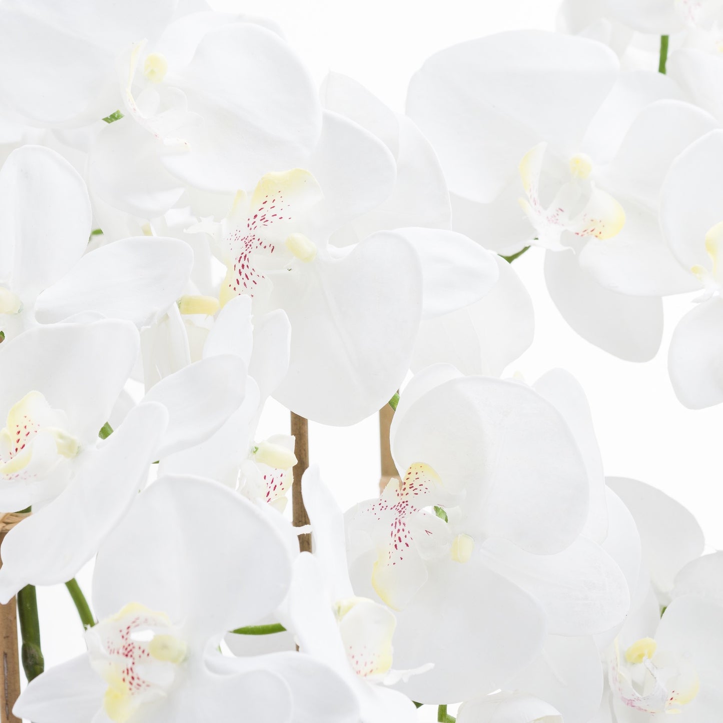 White Tall Orchid In Glass Pot - Large - Pure Luxe Living 