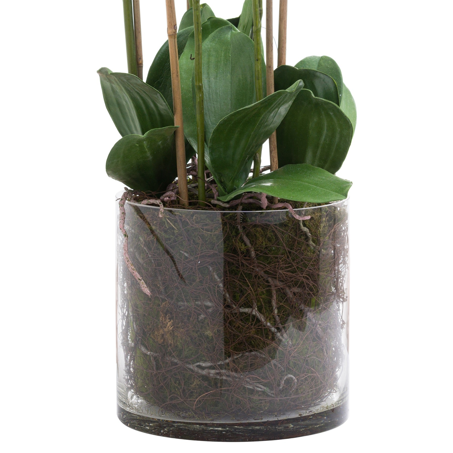 White Tall Orchid In Glass Pot - Large - Pure Luxe Living 