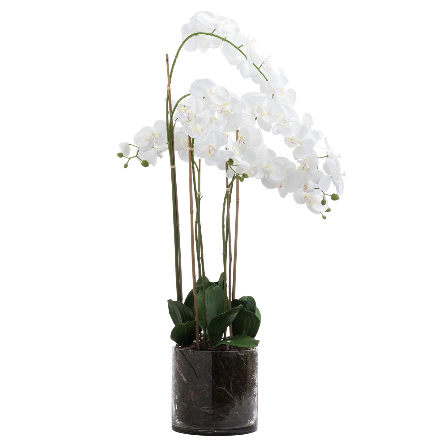 White Tall Orchid In Glass Pot - Large - Pure Luxe Living 