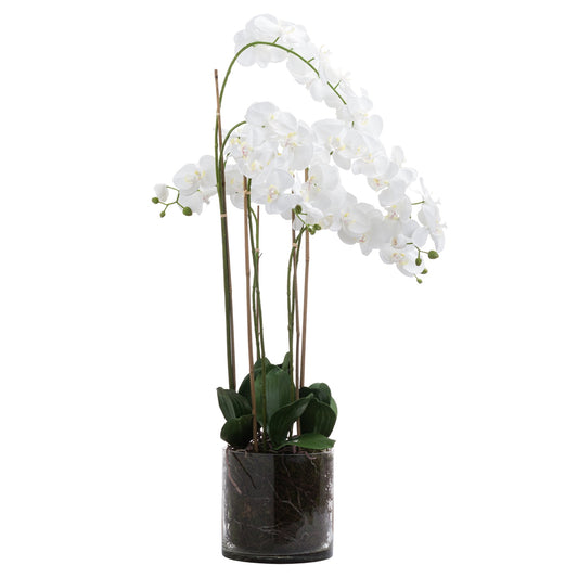 White Tall Orchid In Glass Pot - Large - Pure Luxe Living 