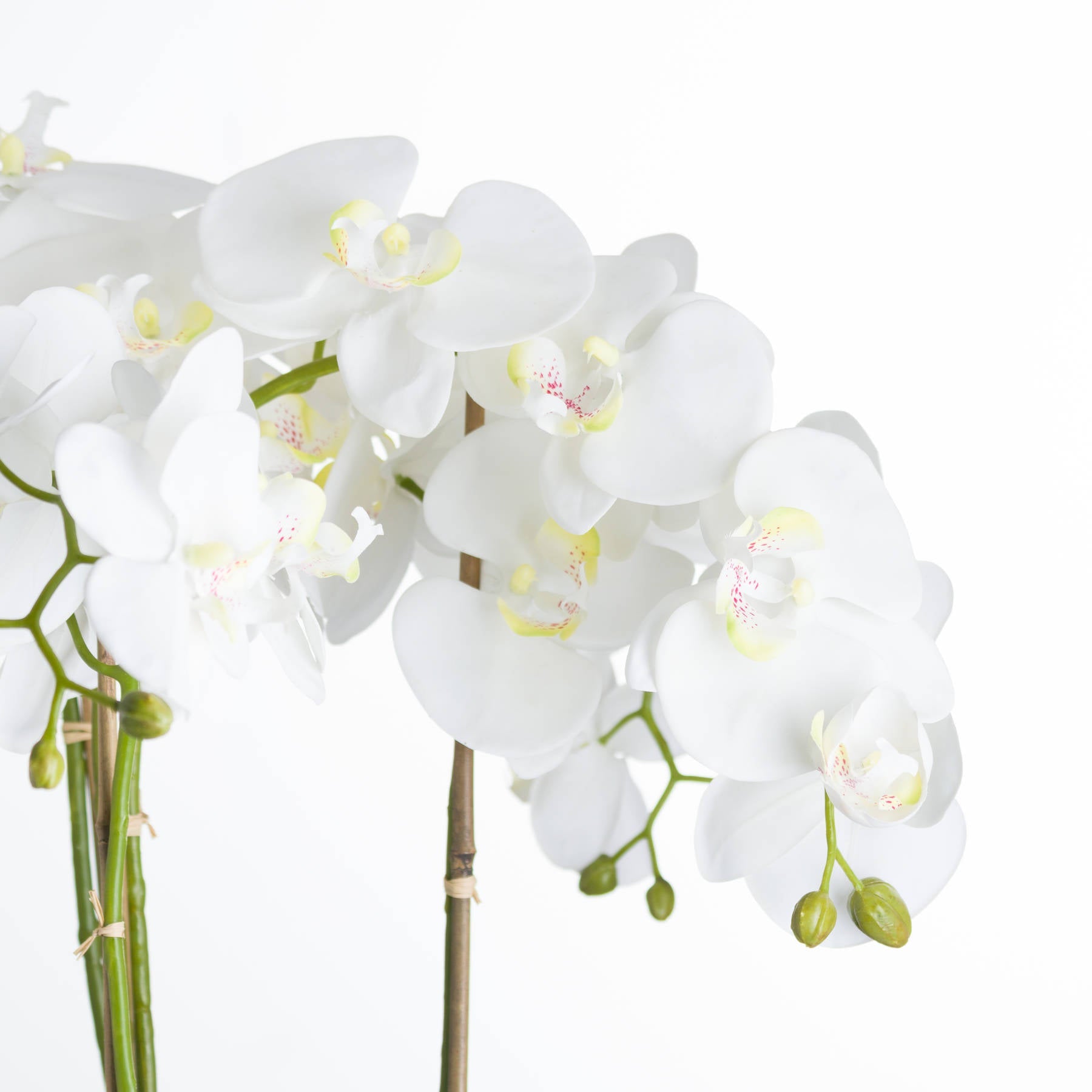 Large White Orchid In Stone Pot - Pure Luxe Living 