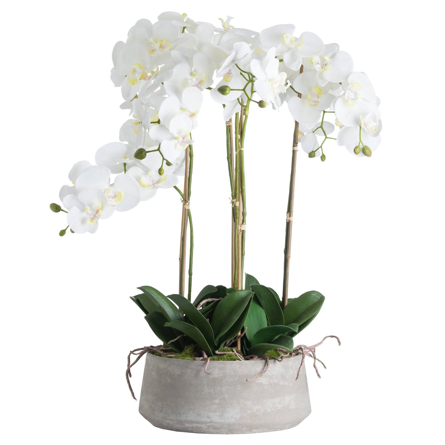 Large White Orchid In Stone Pot - Pure Luxe Living 